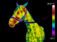 thermografie eines Pferdes