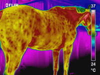 Thermografie eines Pferdes